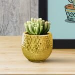 Maceta para cactus cuenco de ceramica glam - Imagen 3