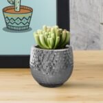 Maceta para cactus cuenco de ceramica glam - Imagen 5